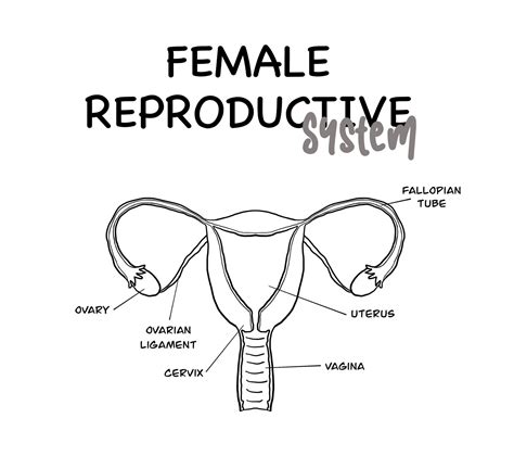 anatomy and physiology reproductive system quizlet|explain the female reproductive system.